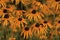 Rudbeckia flowers, Black eyed susan