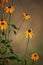 Rudbeckia flowers, Black eyed susan