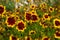 Rudbeckia. Flowers, buds and boxes of seeds. Background, texture