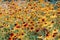 Rudbeckia flowers. Field of Echinacea yellow