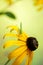 Rudbeckia flowers with grasshopper