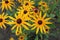 Rudbeckia fulgida Goldsturm Black Eyed Susan golden-orange flowers