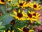 Rudbeckia fulgida \'Little Goldstar\' (orange coneflower)