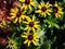 Rudbeckia fulgida \'Little Goldstar\' (orange coneflower)