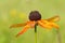 Rudbeckia fulgida, the orange coneflower or perennial coneflower