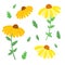 Rudbeckia garden flower set, black-eyed susan vector simple illustration in vibrant orange, yellow and green colors