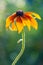 The Rudbeckia, Gloriosa Daisy flower