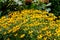 Rudbeckia goldsturm blooming in the summer garden.