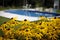 Rudbeckia Goldsturm by the garden pool