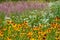 Rudbeckia hirta also called Black-eyed-Susan wild-growing in a meadow