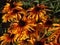 Rudbeckia hirta bicolor, group of blossoms, yellow and orange petals