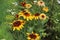 Rudbeckia hirta. Blackeyed susan yellow flowers bloom in the garden.