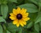 Rudbeckia hirta, commonly called black-eyed Susan, at the Fort Worth Botanic Garden, Texas.