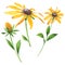 Rudbeckia hirta floral botanical flowers. Watercolor background set. Isolated rudbeckia illustration element.