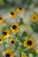 Rudbeckia Hirta L. Toto, Black-Eyed Susan flowers of the Asteraceae family