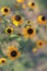 Rudbeckia Hirta L. Toto, Black-Eyed Susan flowers of the Asteraceae family