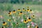 Rudbeckia Hirta L. Toto, Black-Eyed Susan flowers of the Asteraceae family