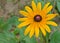 Rudbeckia hirta and spider