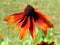 Rudbeckia hirta & x27;Summerina Orange& x27; red and orange flower