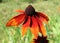 Rudbeckia hirta & x27;Summerina Orange& x27; red and orange flower