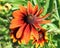 Rudbeckia hirta & x27;Summerina Orange& x27; red and orange flowers