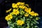 Rudbeckia hirta - Sunbeckia Sophia Yellow - Echinacea flowering with yellow blooms, 