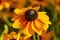 Rudbeckia hirta `Toto`