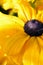 Rudbeckia hirta var. pulcherrima yellow flower. commonly called black eyed Susan