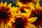 Rudbeckia hirta wonderful blooming herb with bright yellow flowers 2