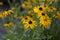 Rudbeckia hirta yellow flower with black brown centre in bloom, black eyed susan in the garden