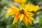 Rudbeckia hirta , yellow summertime flower