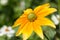 Rudbeckia hirta , yellow summertime flower