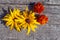 Rudbeckia and marigold heads. Arrangement of flowers on wooden background