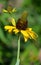 Rudbeckia maxima, the great coneflower,