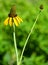 Rudbeckia maxima, the great coneflower,