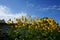 Rudbeckia nitida blooms in August. Rudbeckia is a plant genus in the Asteraceae or composite family. Berlin, Germany