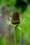 Rudbeckia occidentalis green wizard the plant thrives in a sunny habitat in permeable, drier sandy-loam soil.