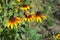 Rudbeckia orange flower macro