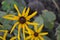 Rudbeckia. Perennial. Similar to the daisy. Beautiful sunny flowers. Yellow flowers