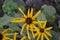 Rudbeckia. Perennial. Similar to the daisy. Beautiful sunny flowers. Yellow flowers