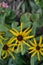 Rudbeckia. Perennial. Similar to the daisy. Beautiful sunny flowers. Yellow flowers
