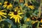 Rudbeckia is a plant genus in the Asteraceae or composite family