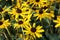 Rudbeckia is a plant genus in the Asteraceae or composite family