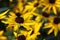 Rudbeckia is a plant genus in the Asteraceae or composite family