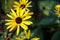 Rudbeckia is a plant genus in the Asteraceae or composite family