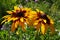 Rudbeckia plant genus in the Asteraceae or composite family. Rudbeckia flowers feature a prominent, raised central disc