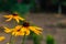Rudbeckia plants, the Asteraceae yellow and brown flowers, common names of coneflowers and black eyed susans. Positive
