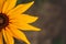 Rudbeckia plants, the Asteraceae yellow and brown flowers, common names of coneflowers and black eyed susans. Positive