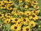 Rudbeckia plants with bright yellow and reddish blossom