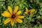 Rudbeckia or rudbekia fulgida, Goldstrum, yellow coneflower blooming in summertime, district Drujba